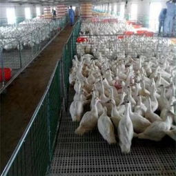 諸城市中興塑料制品廠 專注畜牧漁業(yè)飼料包裝解決方案的優(yōu)質供應商